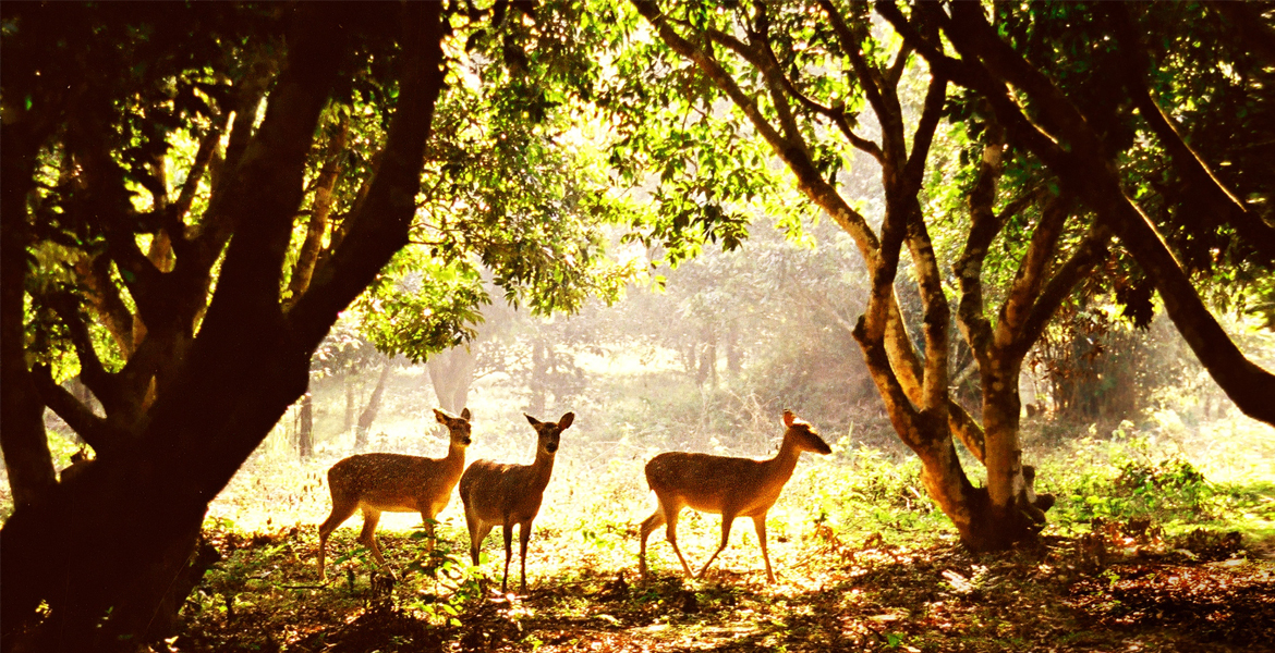 Cuc Phuong National Park Day Tour